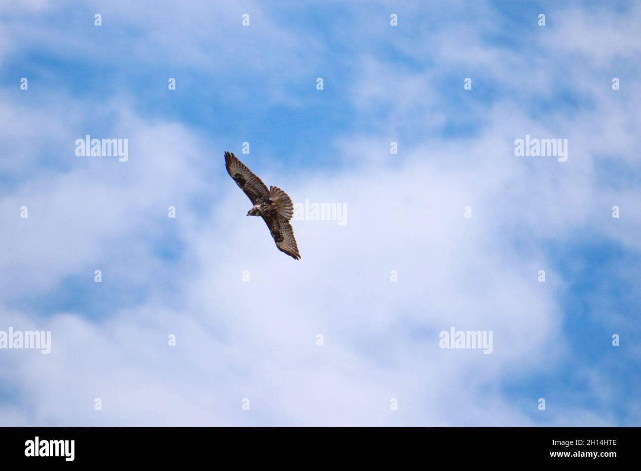 A Common or Eurasian Buzzard (Buteo buteo) in flight against a clear blue sky Stock Photo