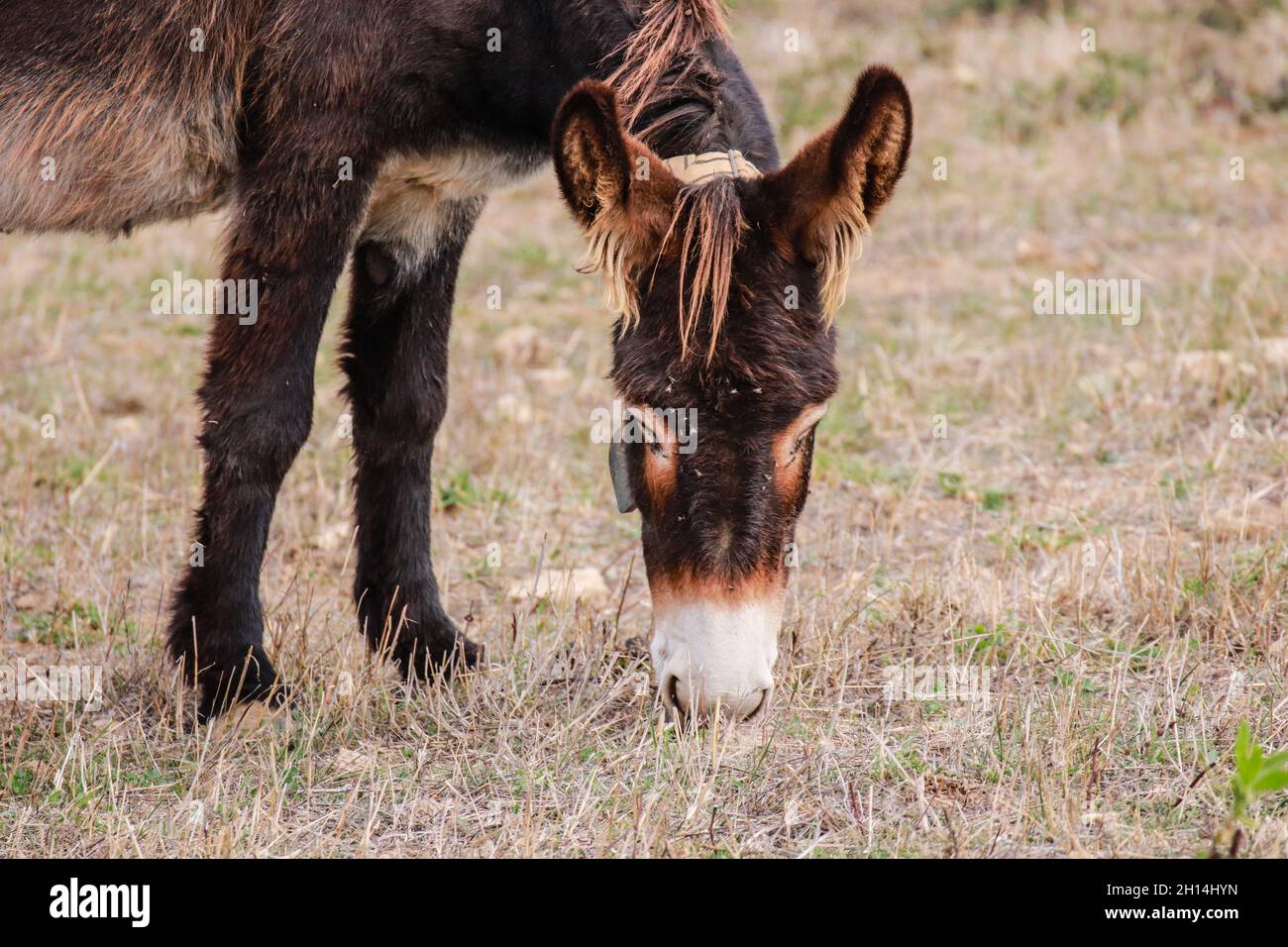Donkey head close up Stock Photo