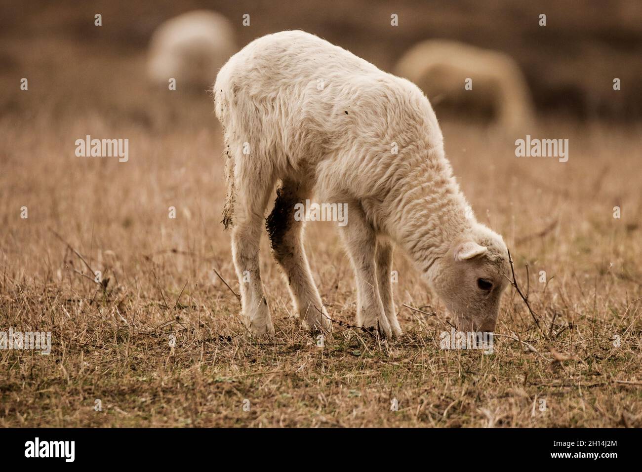 Baby sheep in a field Stock Photo