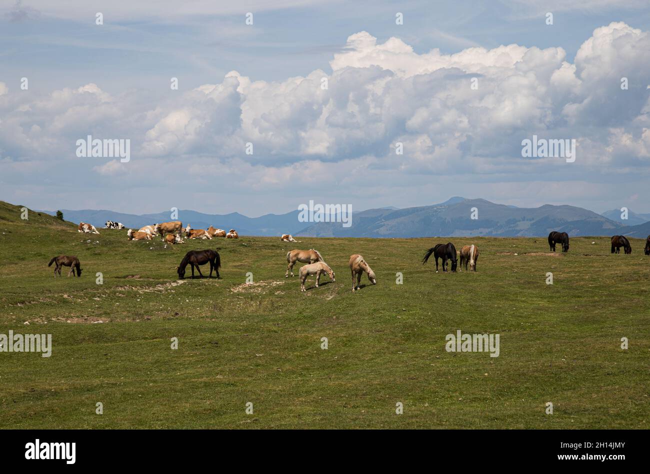 Rural scene with the cattle grazing in the meadow Stock Photo - Alamy