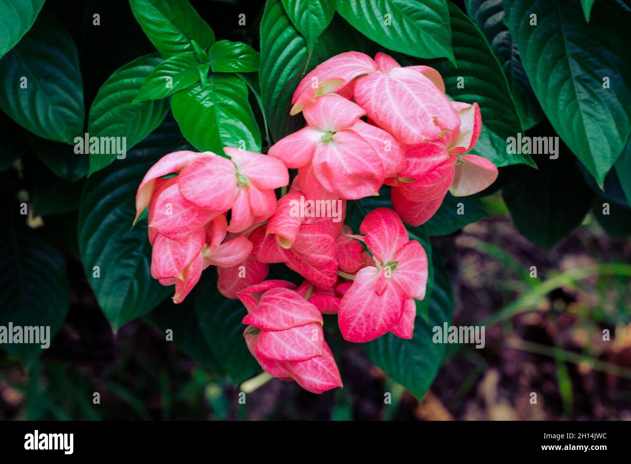 Beautiful closeup shot of a pink Mussaenda philippica flower plant Stock Photo