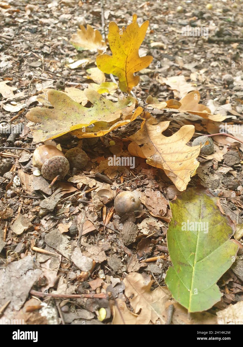 Vertical background of dry autumn leaves on the ground Stock Photo - Alamy