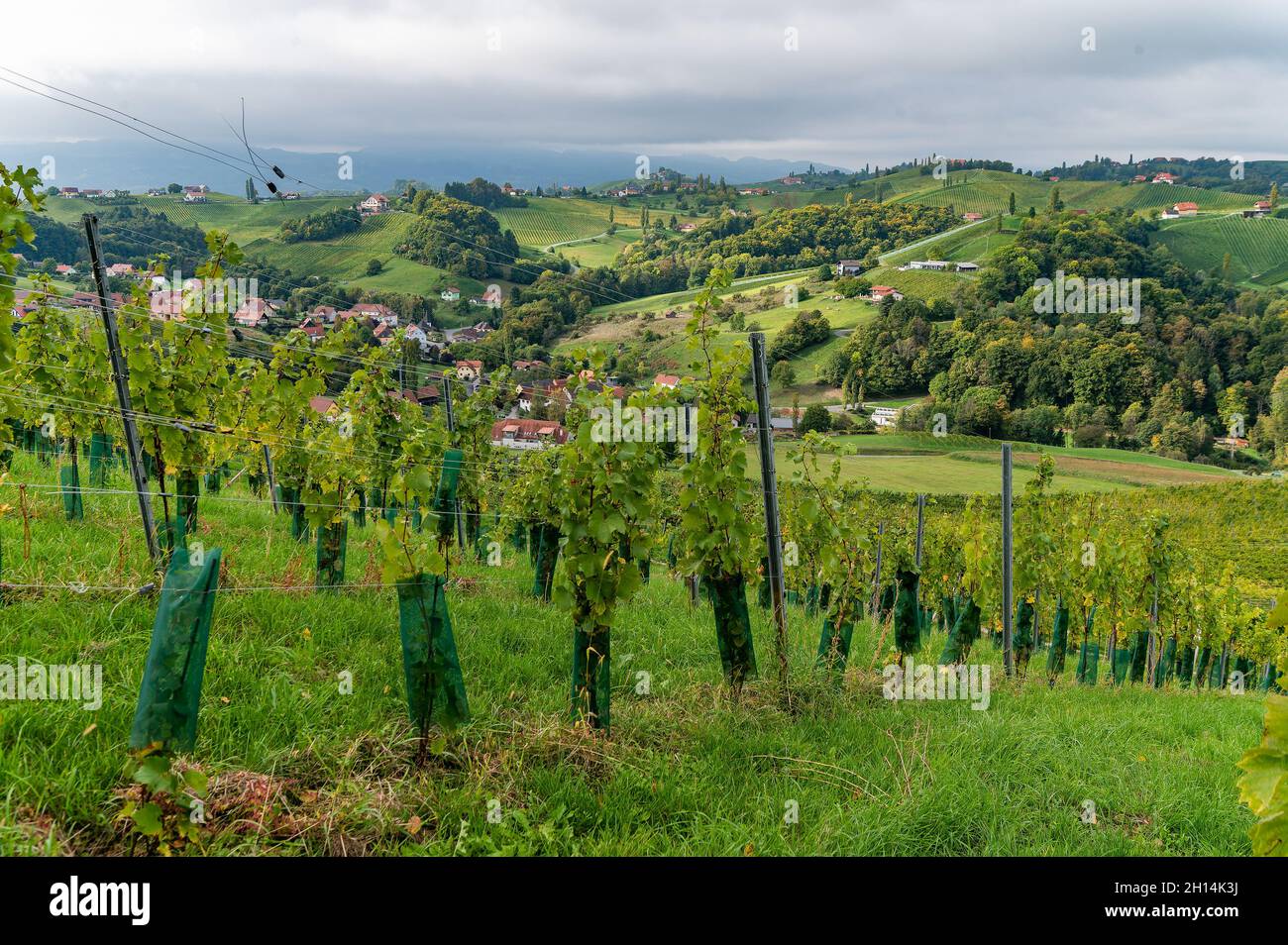 viticulture at Ratsch, Styria, Austria Stock Photo
