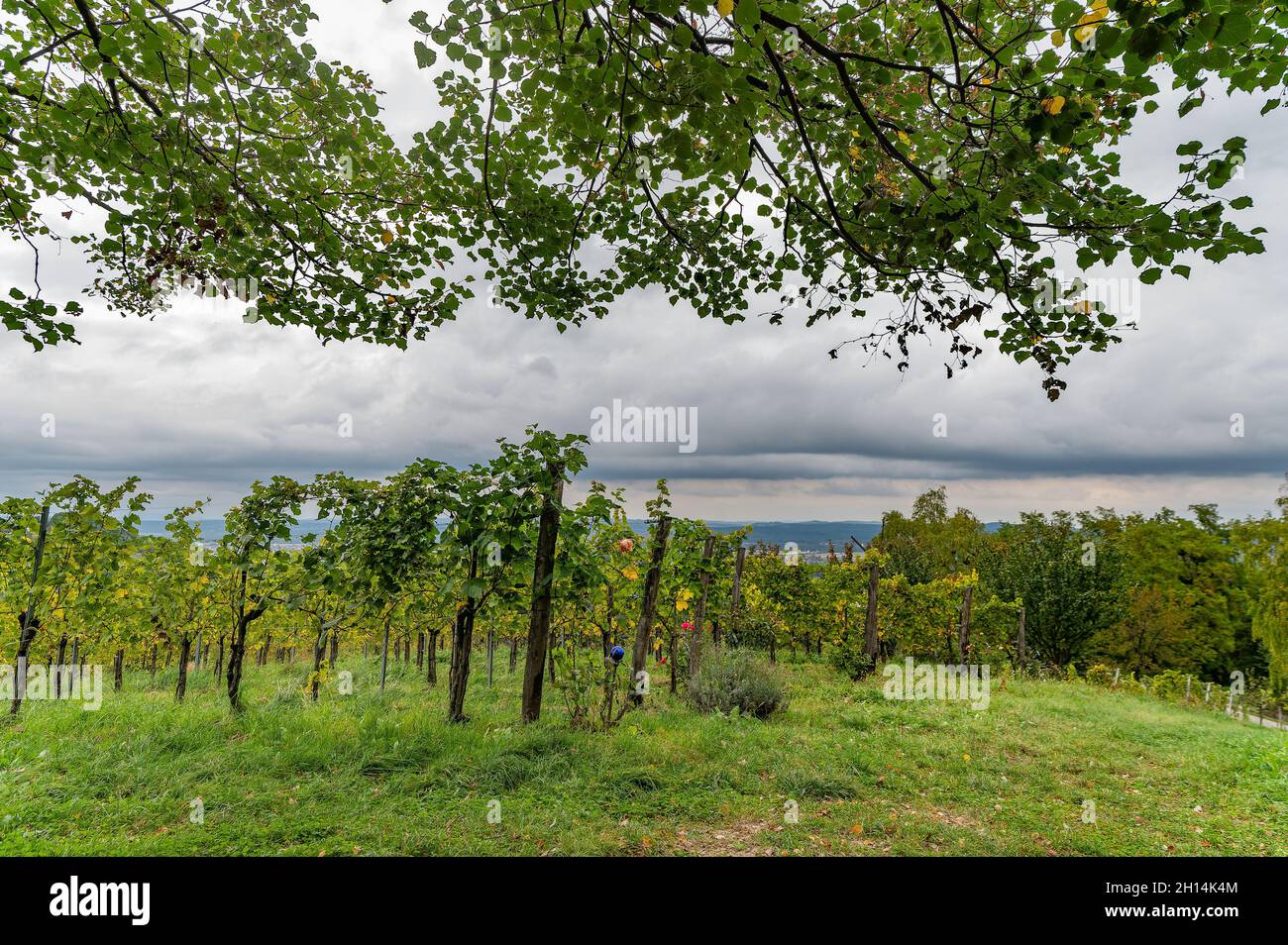 viticulture at Novi Vrh in Stajerska Slovenija, Slovenia Stock Photo