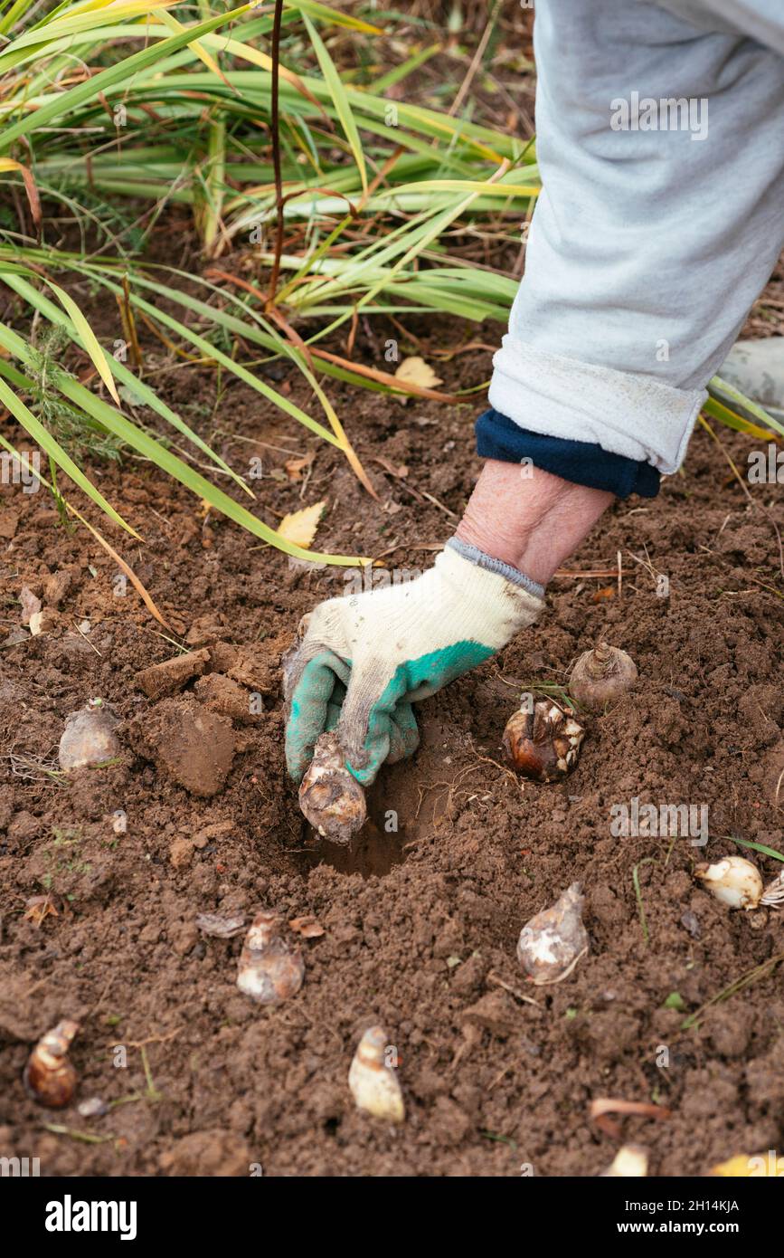 Gardener planting daffodil (Narcissus poeticus) bulbs in autumn. Stock Photo