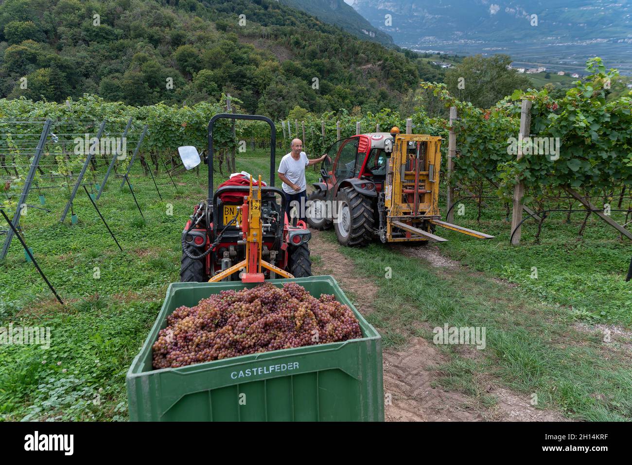viticulture at Glen-Mazzon, South Tyrol, Italy Stock Photo