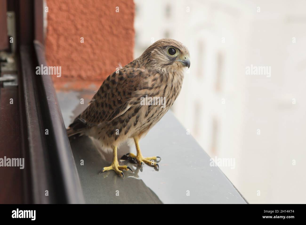 Young common kestrel (Falco tinnunculus) pictured in Prague, Czech Republic. The kestrel is pictured in the day when it flies for the first time. Stock Photo