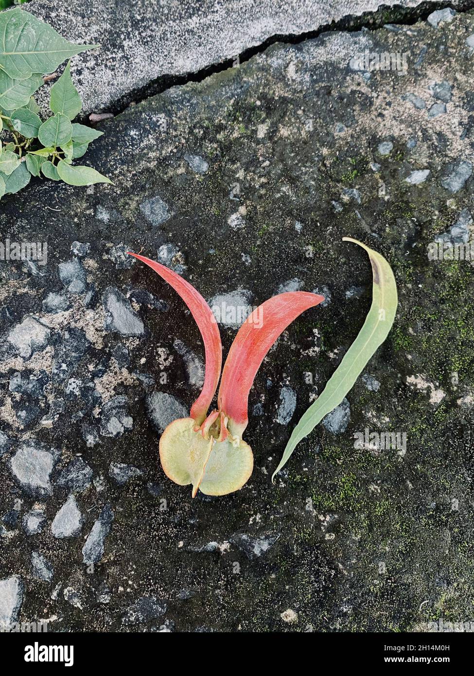 Closeup of dipterocarpus alatus flower on floor in botanic garden of Saigon, Vietnam. Stock Photo