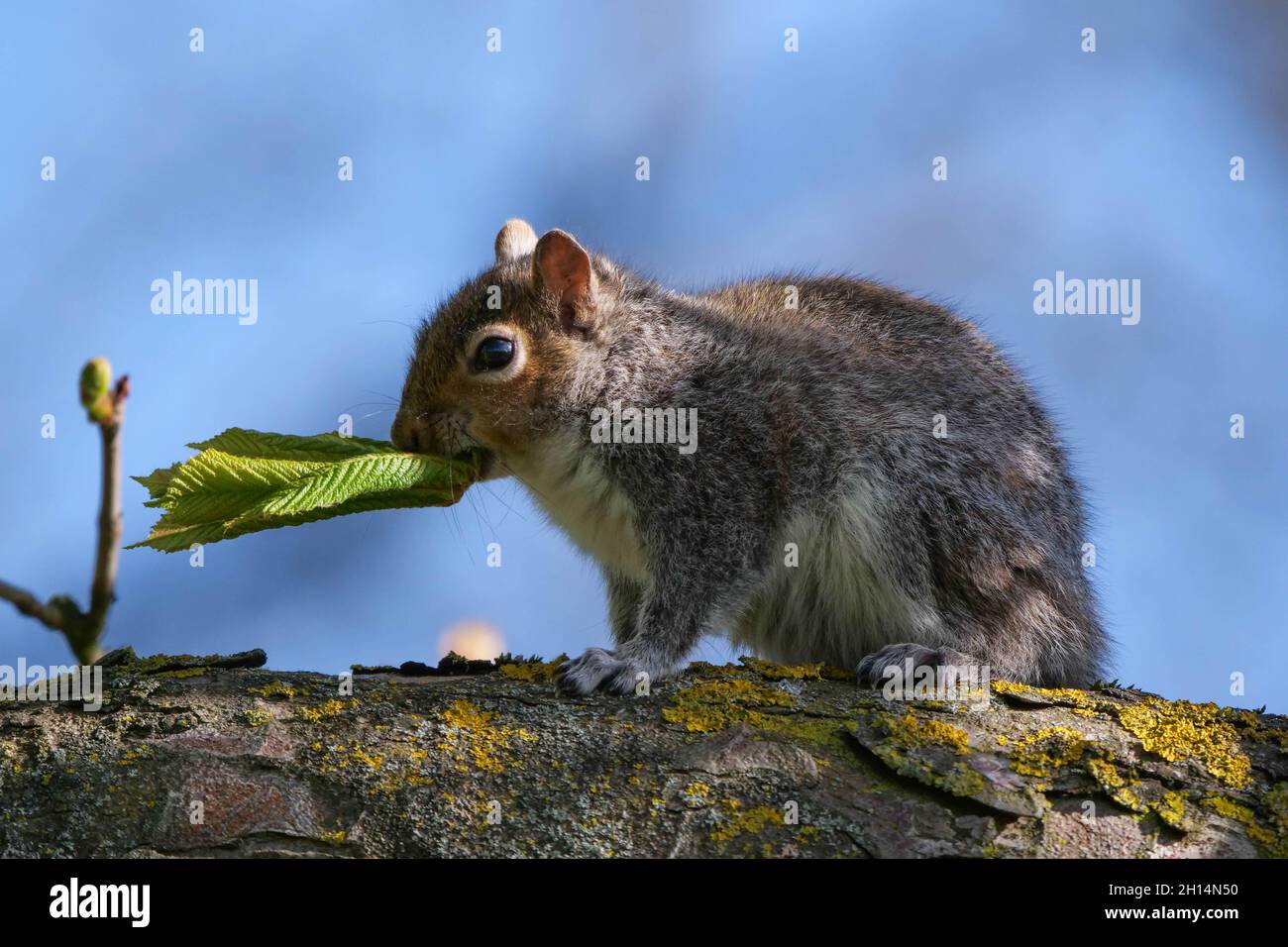Grey Squirrel Sciurus carolinensis with fresh hazel leaf Stock Photo