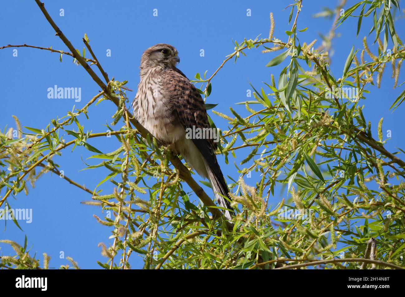 Kestrel Falco tinnunculus perched in a willow tree Stock Photo