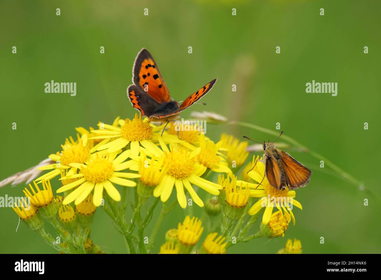Small Copper and Small Skipper feeding on yellow flowers Stock Photo