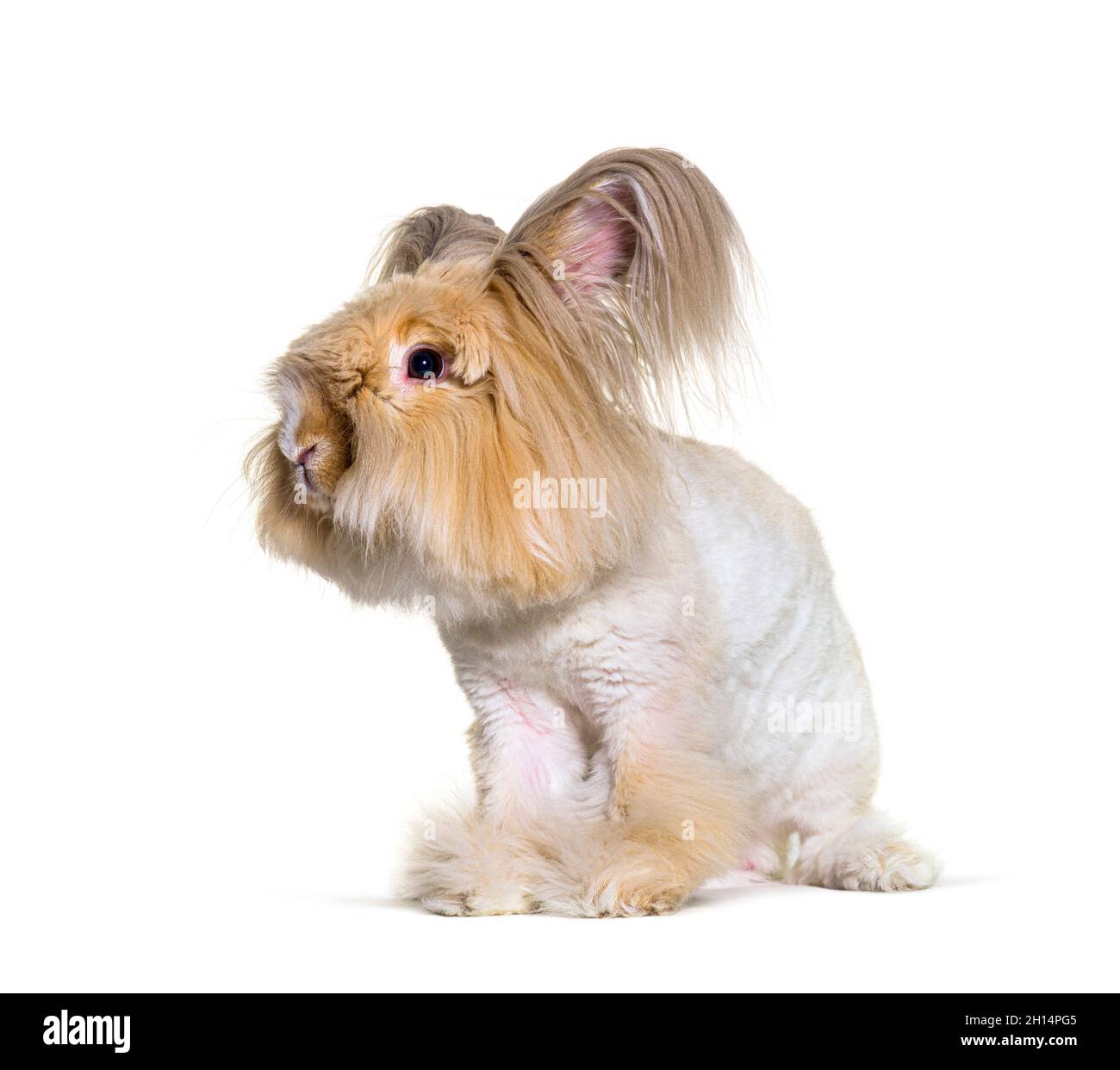 groomed Angora rabbit looking at the camera, isolated on white Stock ...