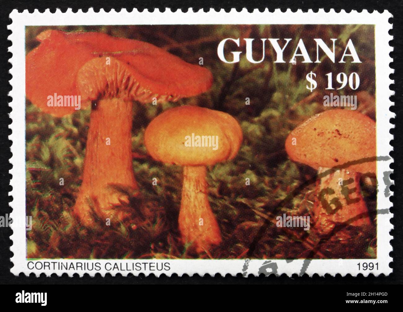 GUYANA - CIRCA 1991: a stamp printed in Guyana shows Cortinarius Callisteus, Agaric Mushroom, circa 1991 Stock Photo