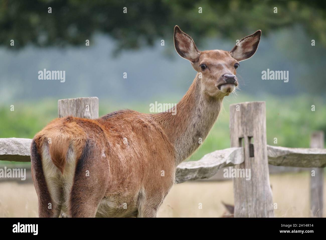 Red Deer Cervus elaphus ( Hind ) Stock Photo