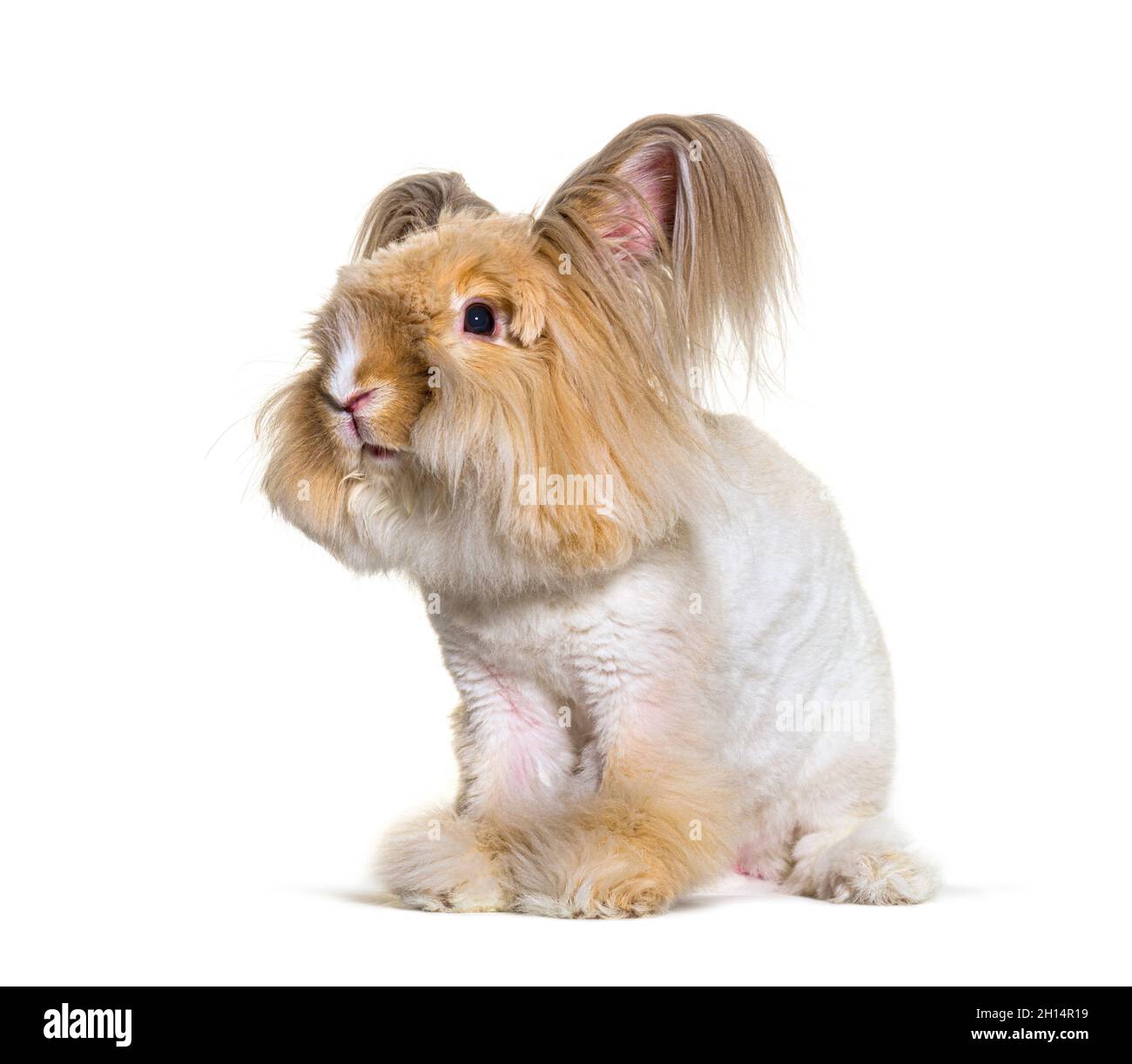 Angora rabbit funny Cut Out Stock Images & Pictures - Alamy