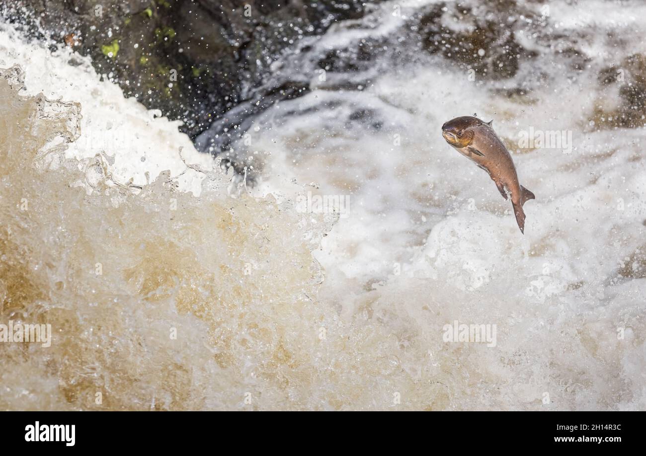 Fresh from the north sea wild Scottish Atlantic salmon fish on