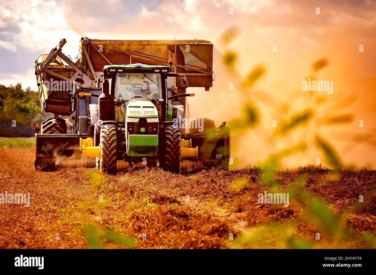A farmer harvests peanuts using a peanut combine, Oct. 15, 2021, in Grand Bay, Alabama. Stock Photo