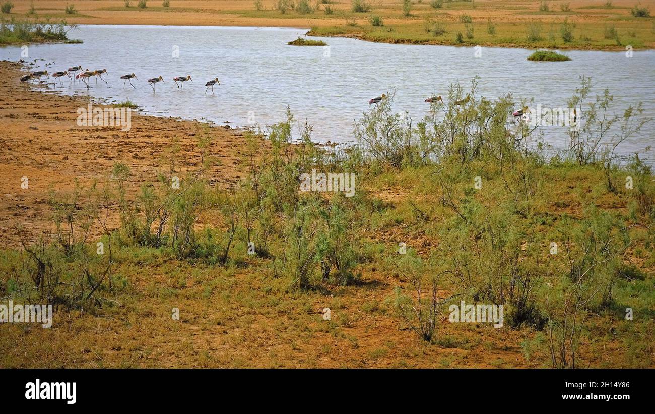 A flock of Painted Storks ( Mycteria leucocephala ) on a lake in the Kutch area of Gujarat, India Stock Photo