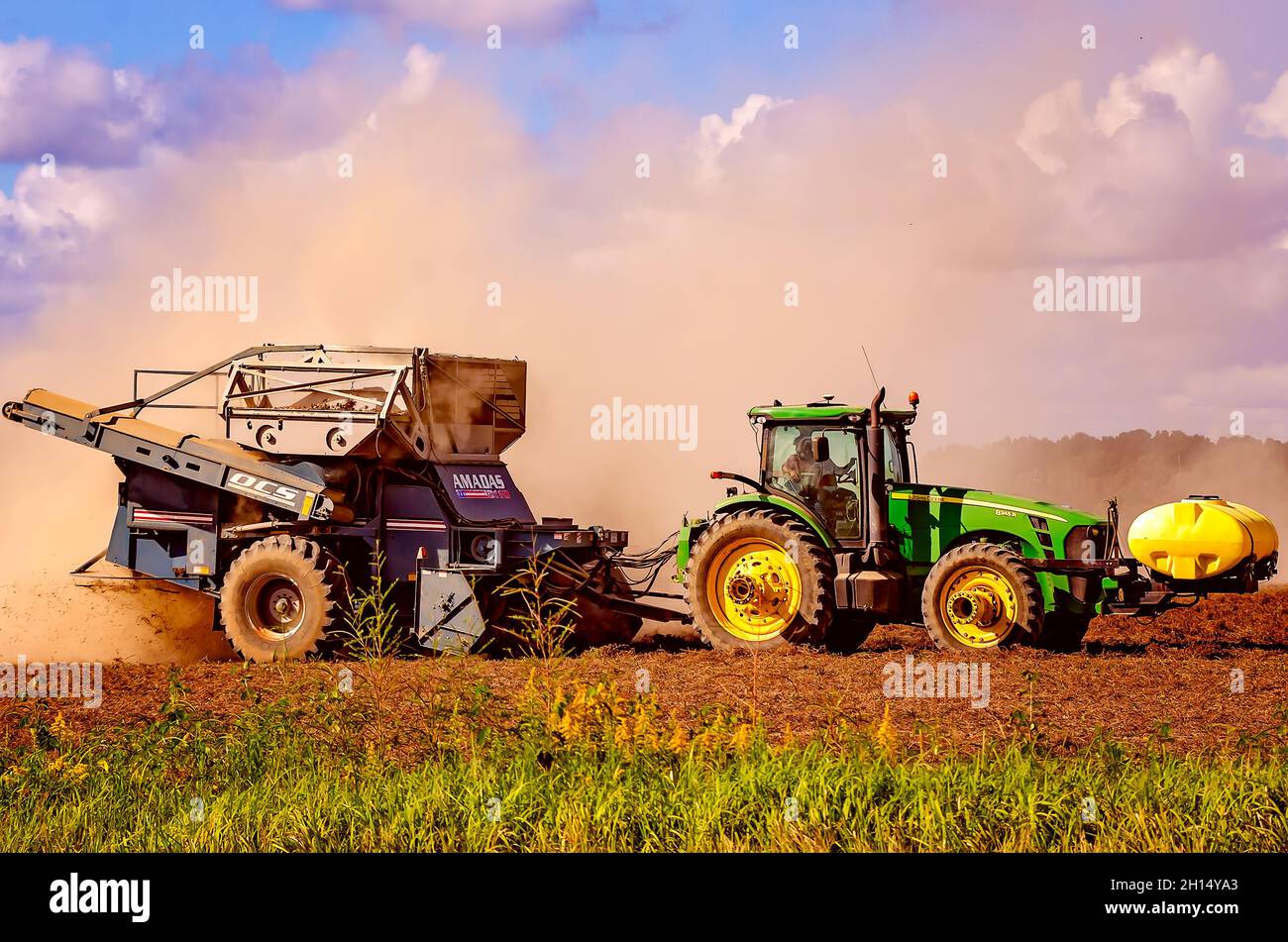 A farmer harvests peanuts using a peanut combine, Oct. 15, 2021, in Grand Bay, Alabama. Stock Photo