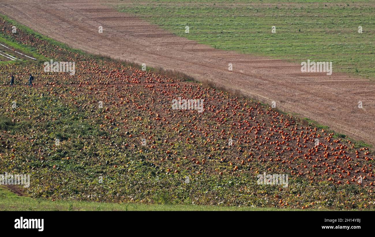 Halberton, England – October 14, 2021: Ripening pumpkins in a farm field onsale to members of the public on a Pick Your Own basis for Halloween Stock Photo