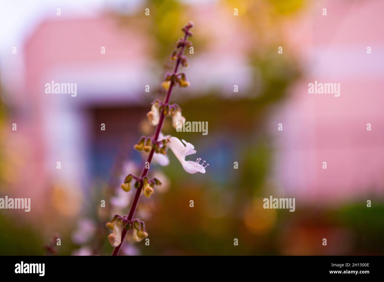 Macro foto foto hi-res stock photography and images - Alamy