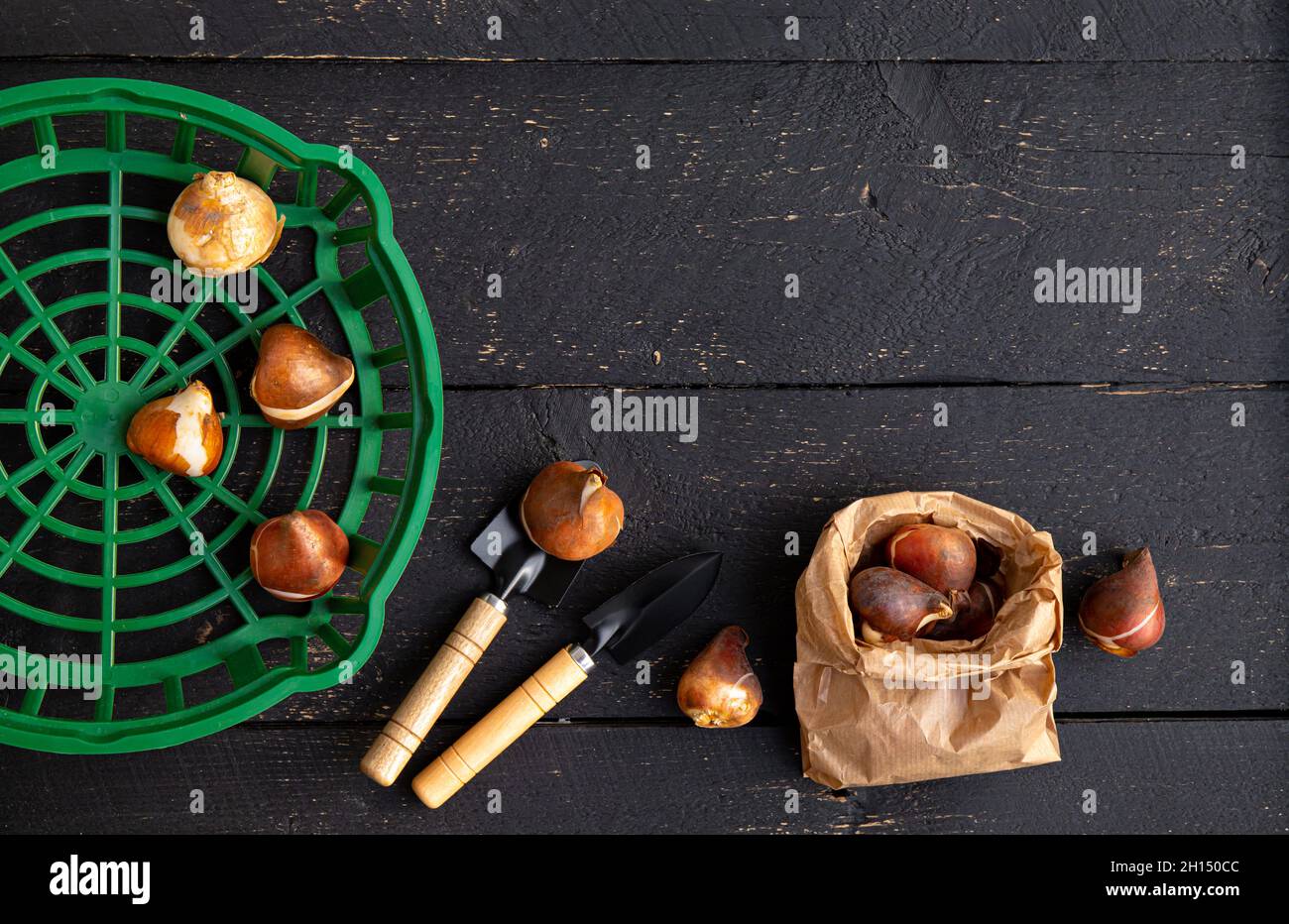 Above view of tulip planting basket with tulip bulbs in brown paper bag. Black wood board gardening background. Stock Photo