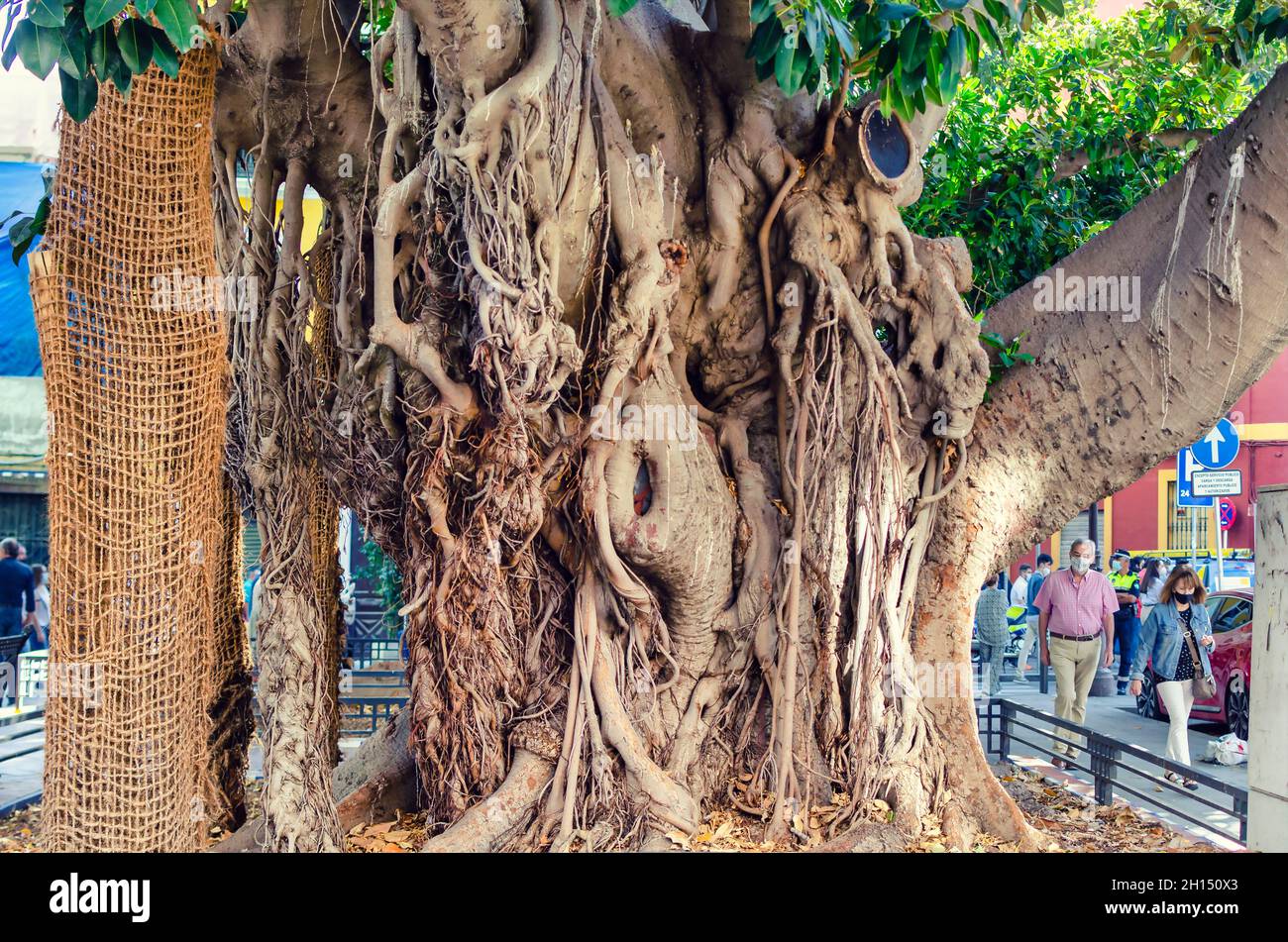 Old liana tree, Ficus macrophylla or microcarpa, with air roots in a square of Seville, Spain. Stock Photo