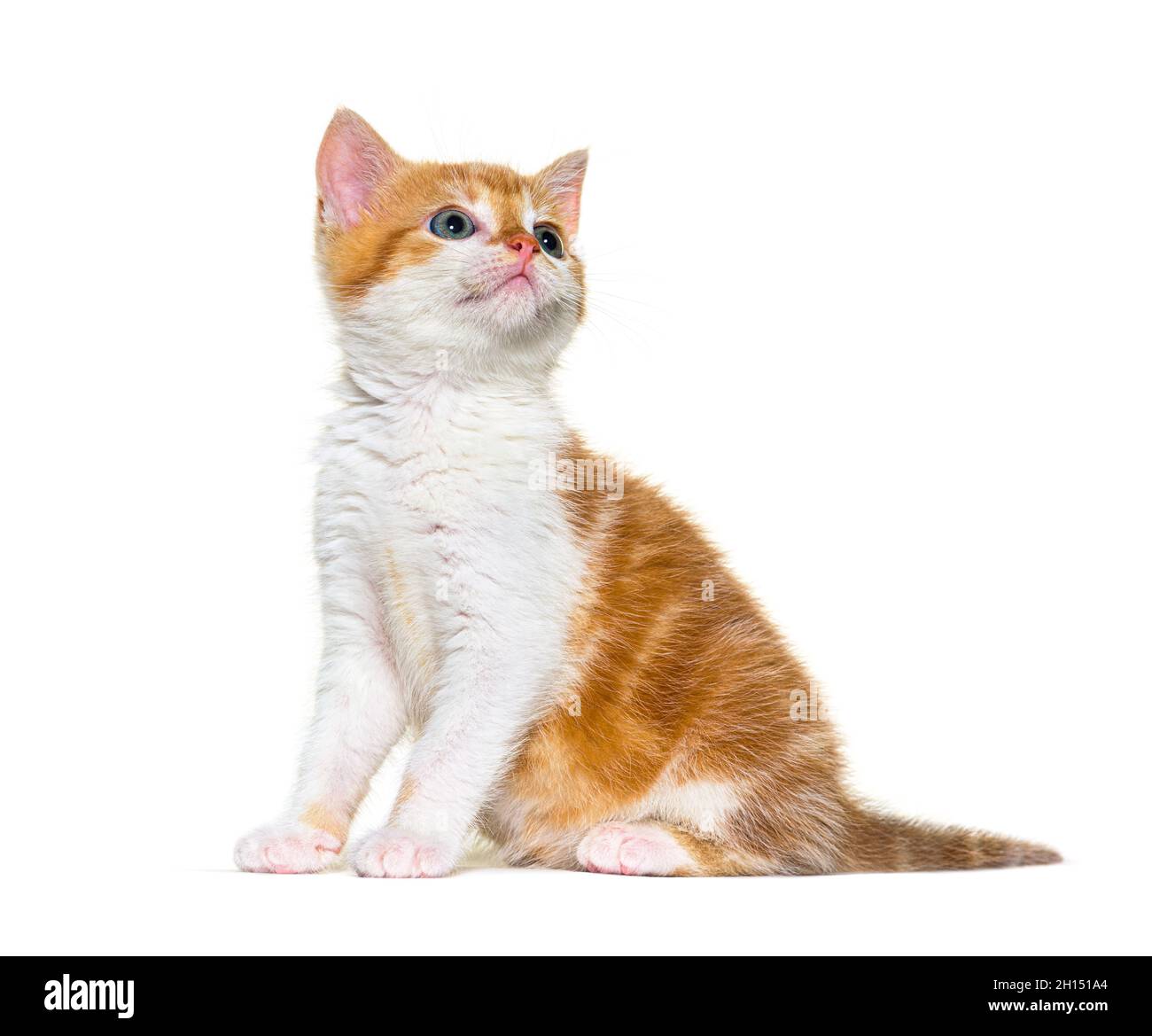 Looking up Kitten Mixed-breed cat ginger and white, Isolated on white Stock Photo