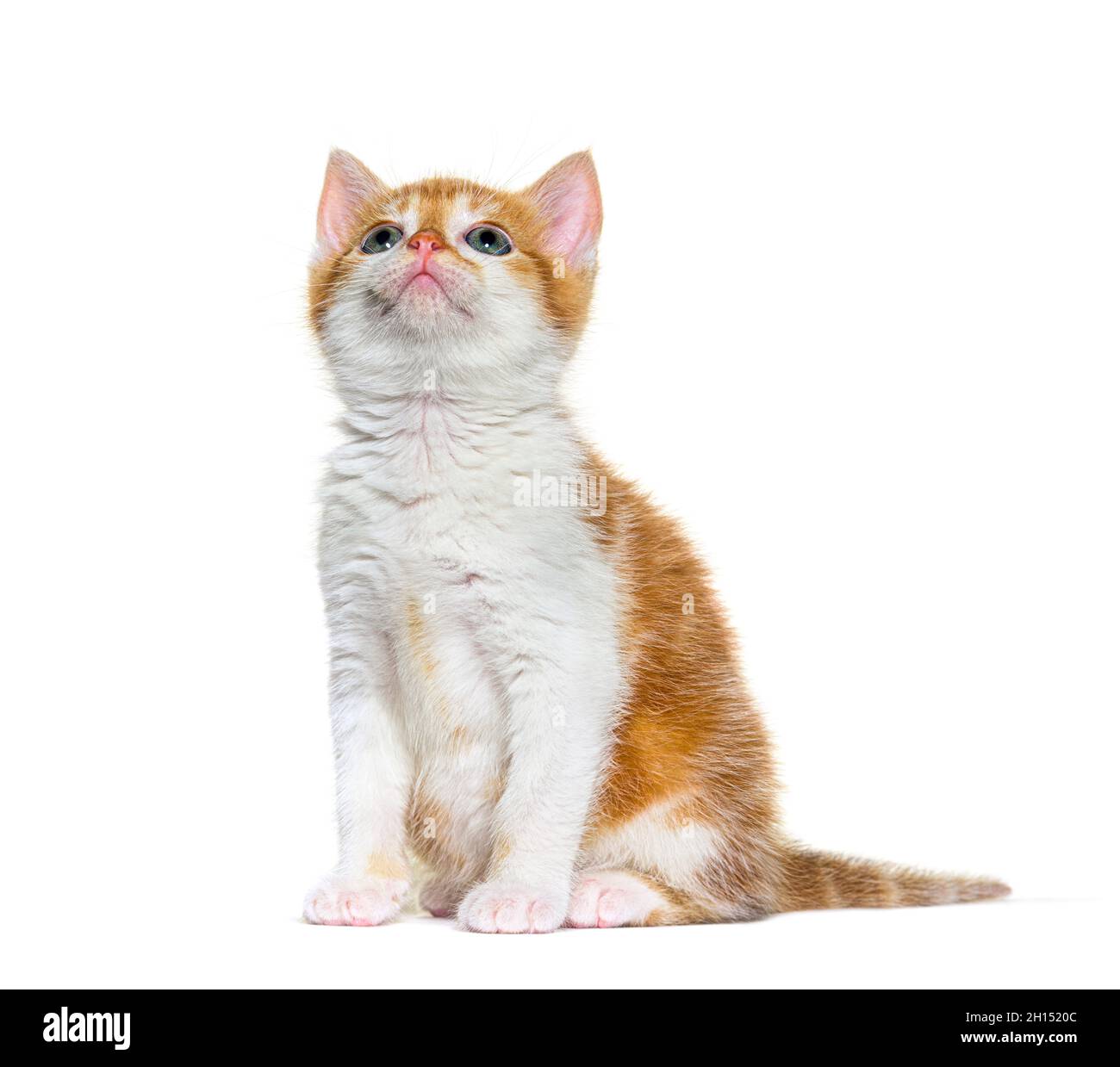 Looking up Kitten Mixed-breed cat ginger and white, Isolated on white Stock Photo