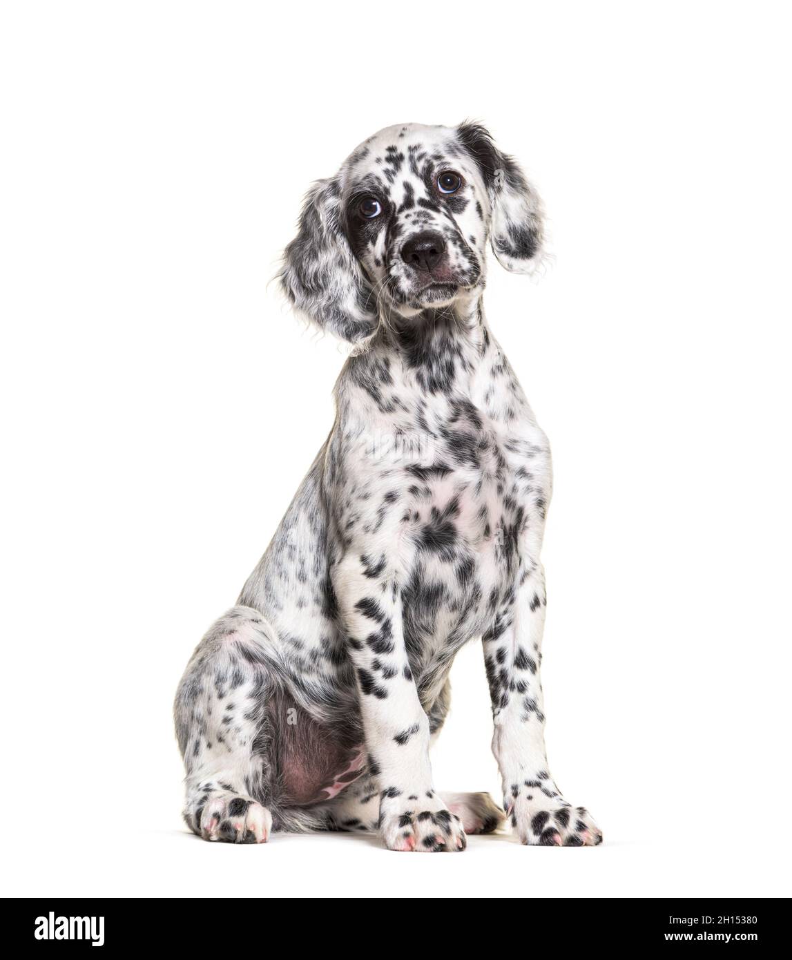 Sitting Puppy english setter spotted black and white, two months old, Isolated Stock Photo