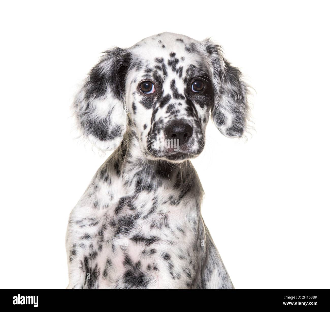 Spotted Black and white Puppy english setter, two months old, isolated Stock Photo