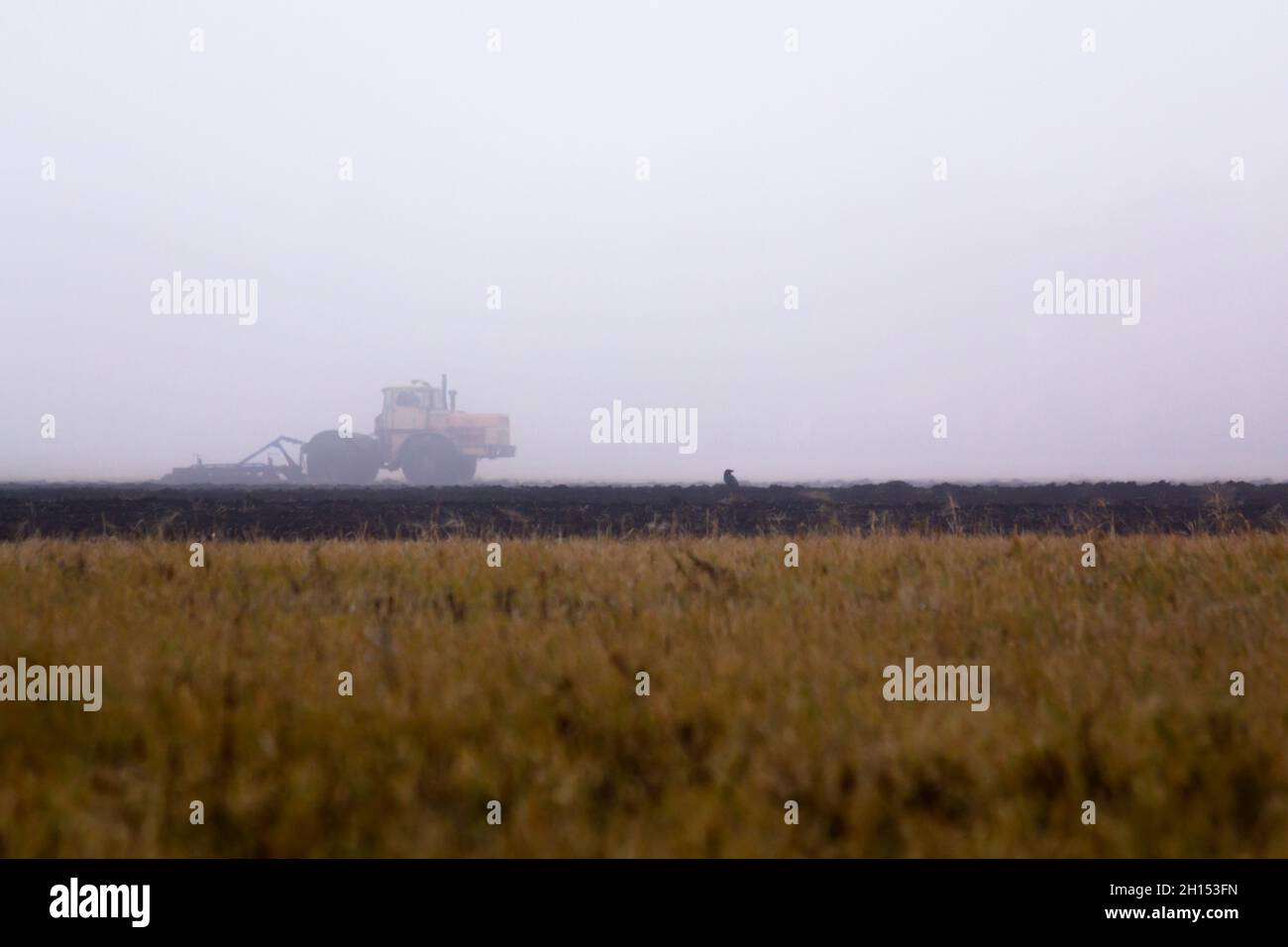 A crow sits on an arable land that is harrowed by a tractor in an early foggy morning. Stock Photo