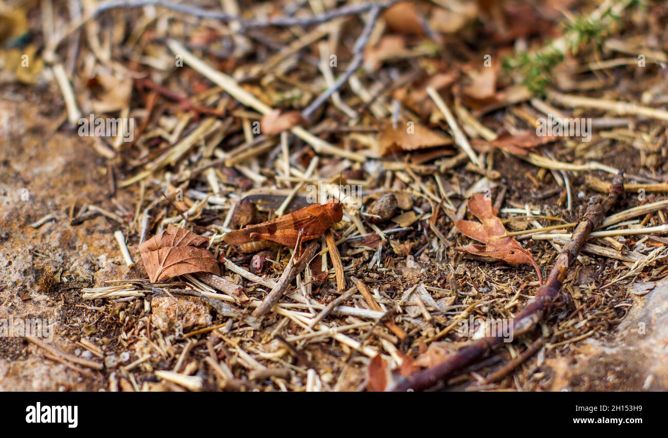 A brown grasshopper resembling leaves among tree branches. Close up Stock Photo