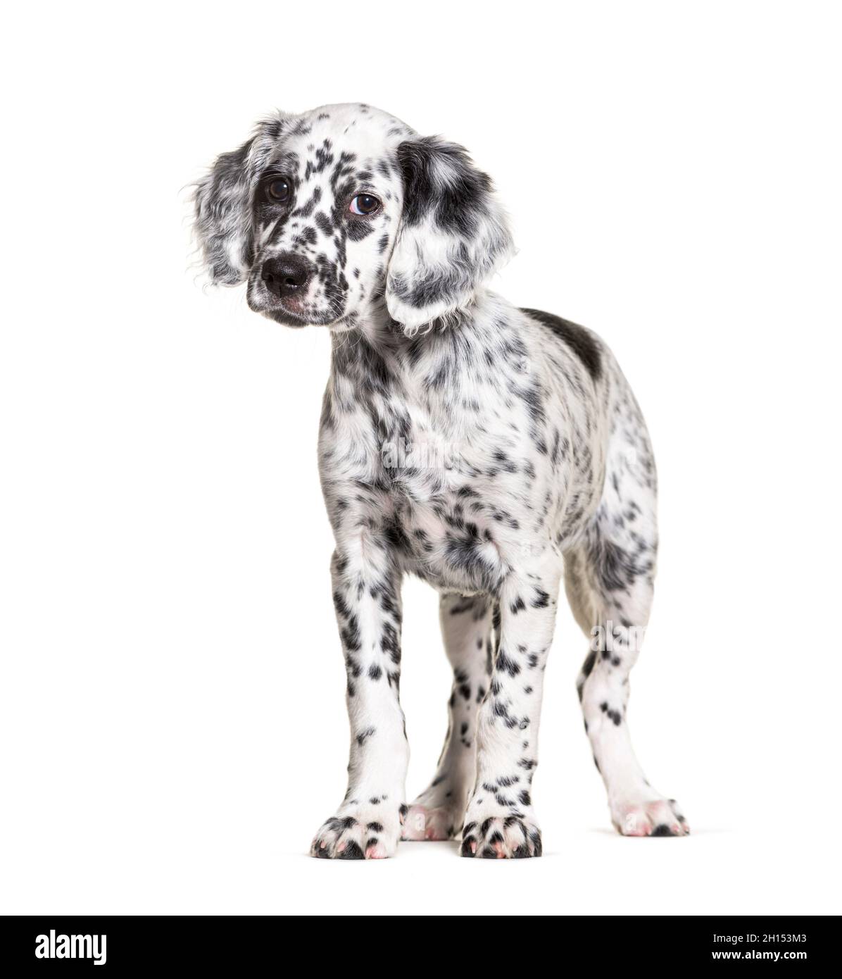Standing Puppy english setter dog spotted black and white, two months old, Isolated Stock Photo
