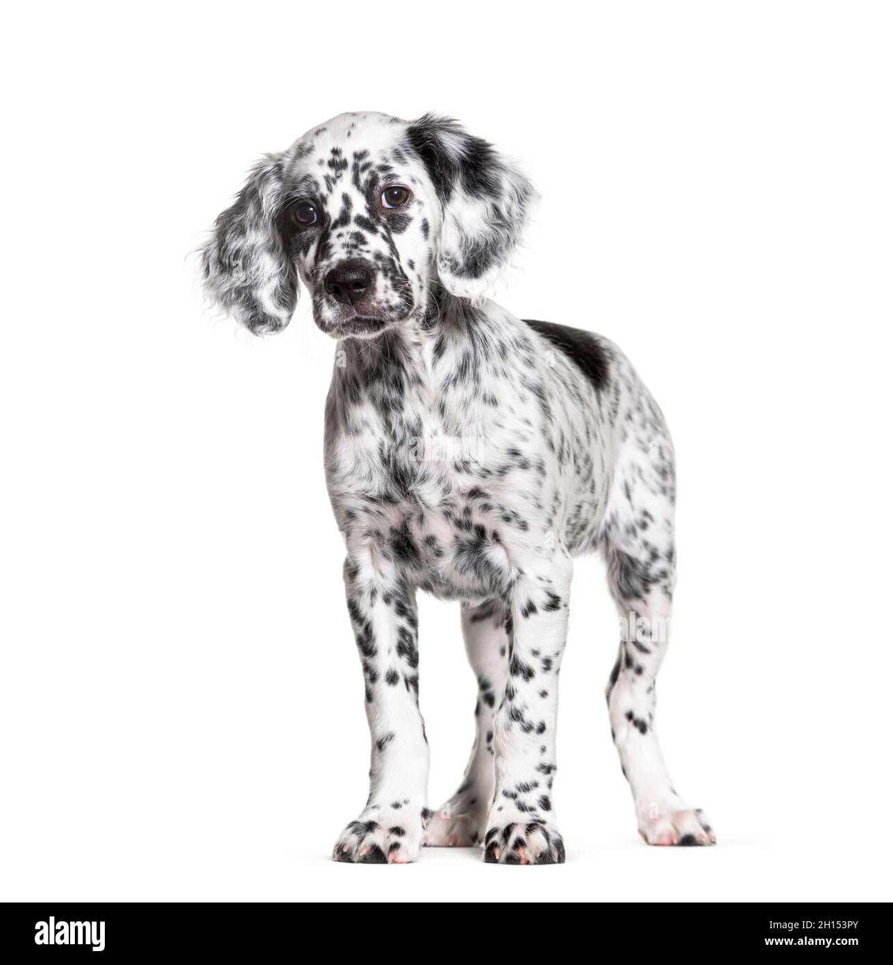 Standing Puppy english setter spotted black and white, two months old, Isolated Stock Photo