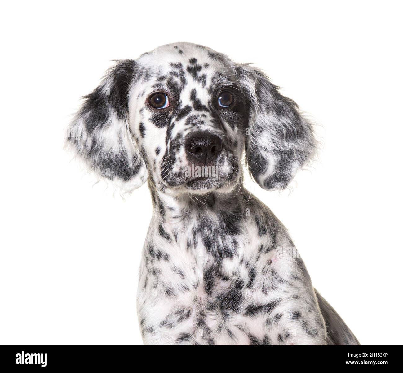 head shot portrait puppy english setter dog spotted black and white, two months old Stock Photo