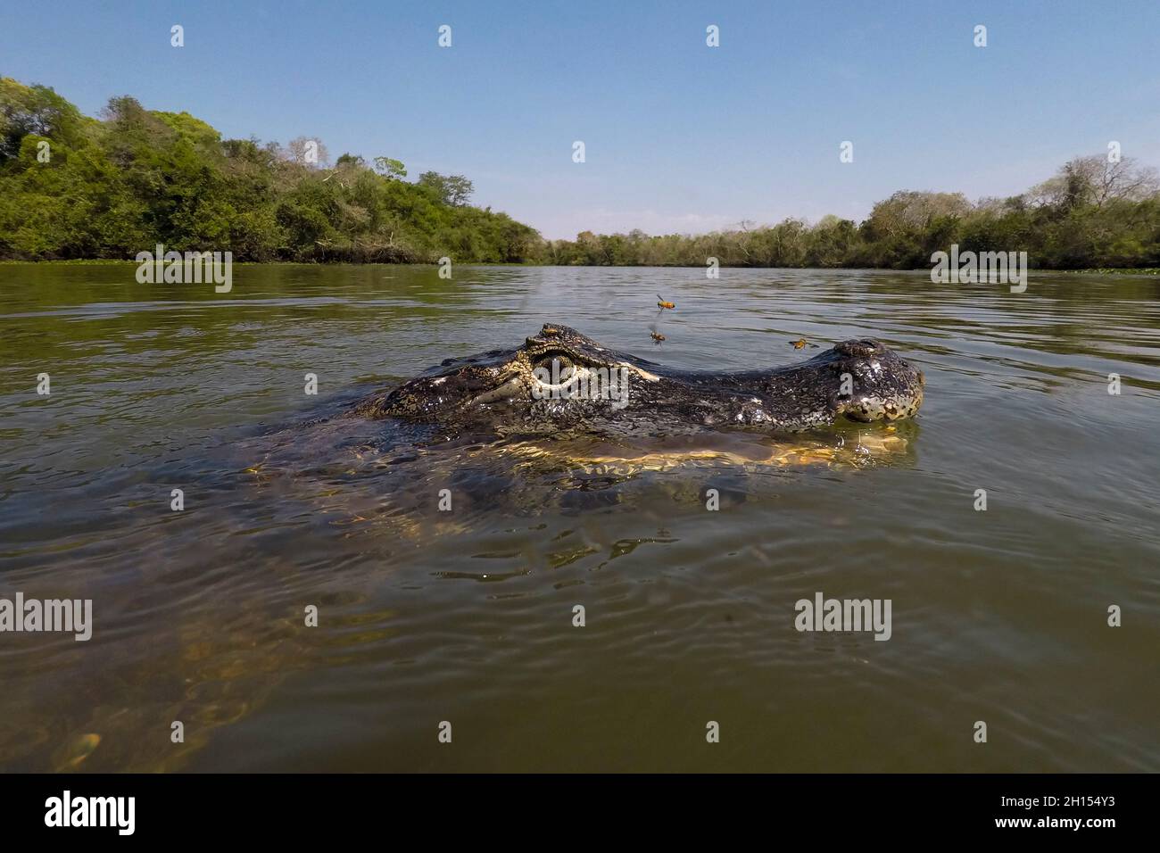 Close up of a jacare caiman, Caiman yacare, in the Rio Claro. Rio Claro, Pantanal, Mato Grosso, Brazil Stock Photo