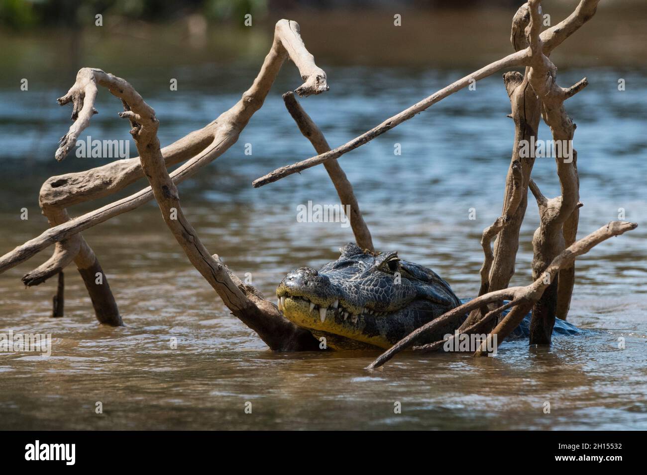 Portrait of a jacare caiman, Caiman yacare. Pantanal, Mato Grosso, Brazil Stock Photo