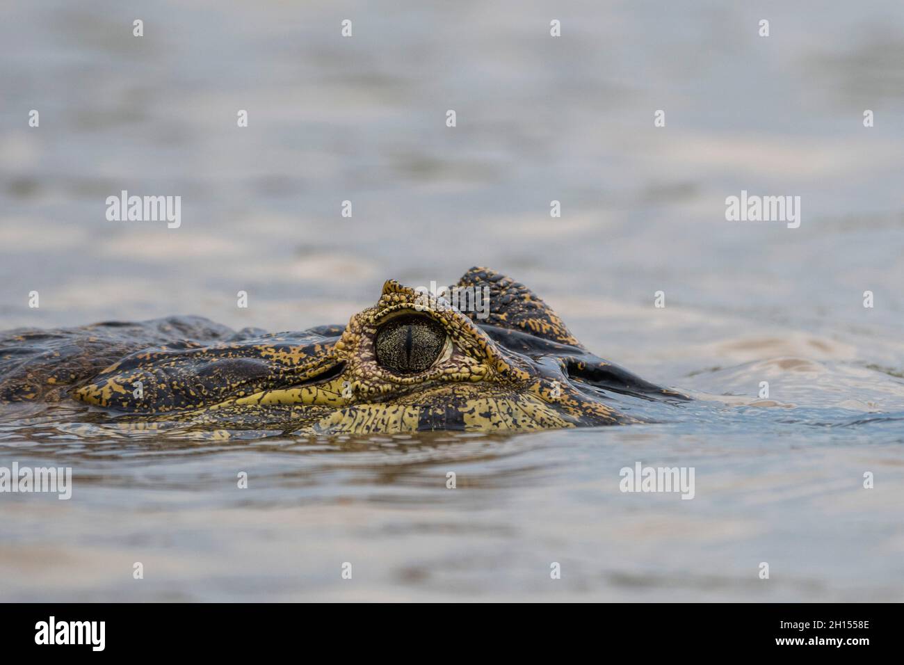 A jacare caiman, Caiman yacare, at surface of water. Pantanal, Mato Grosso, Brazil Stock Photo