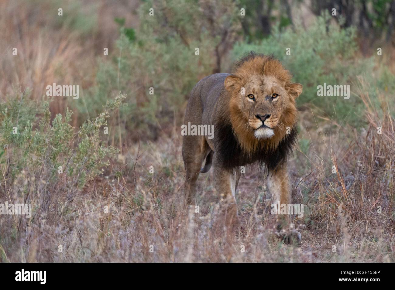 A male lion, Panthera leo, patrolling. Khwai Concession, Okavango Delta, Botswana Stock Photo