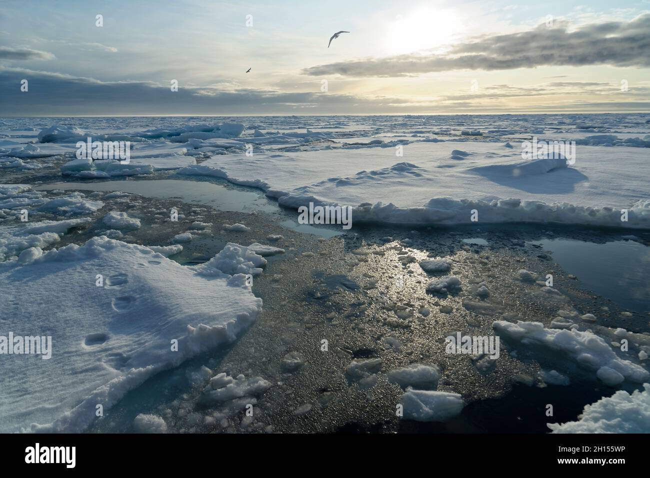Broken pieces of Arctic sea ice north of Svalbard and tracks of a polar bear in the front left, Norway Stock Photo