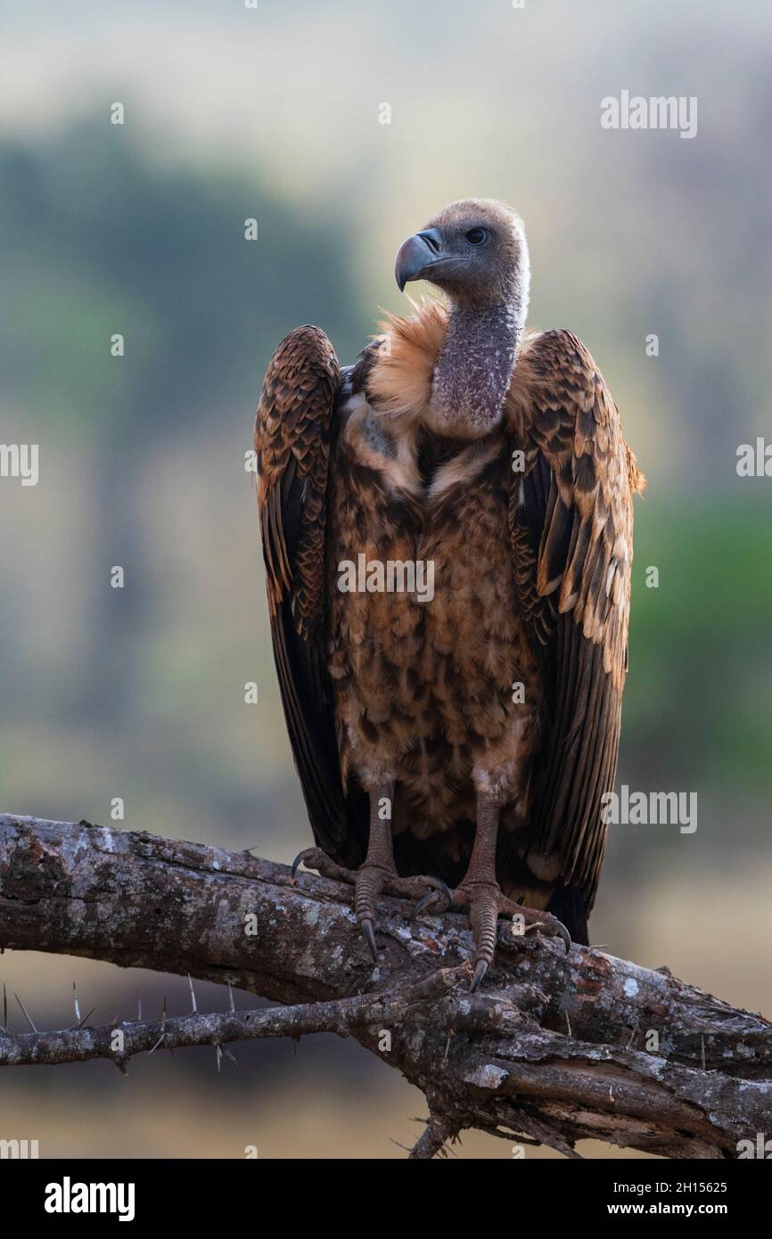 A white-backed vulture, Gyps africanus, on a tree top. Voi, Tsavo Conservation Area, Kenya. Stock Photo