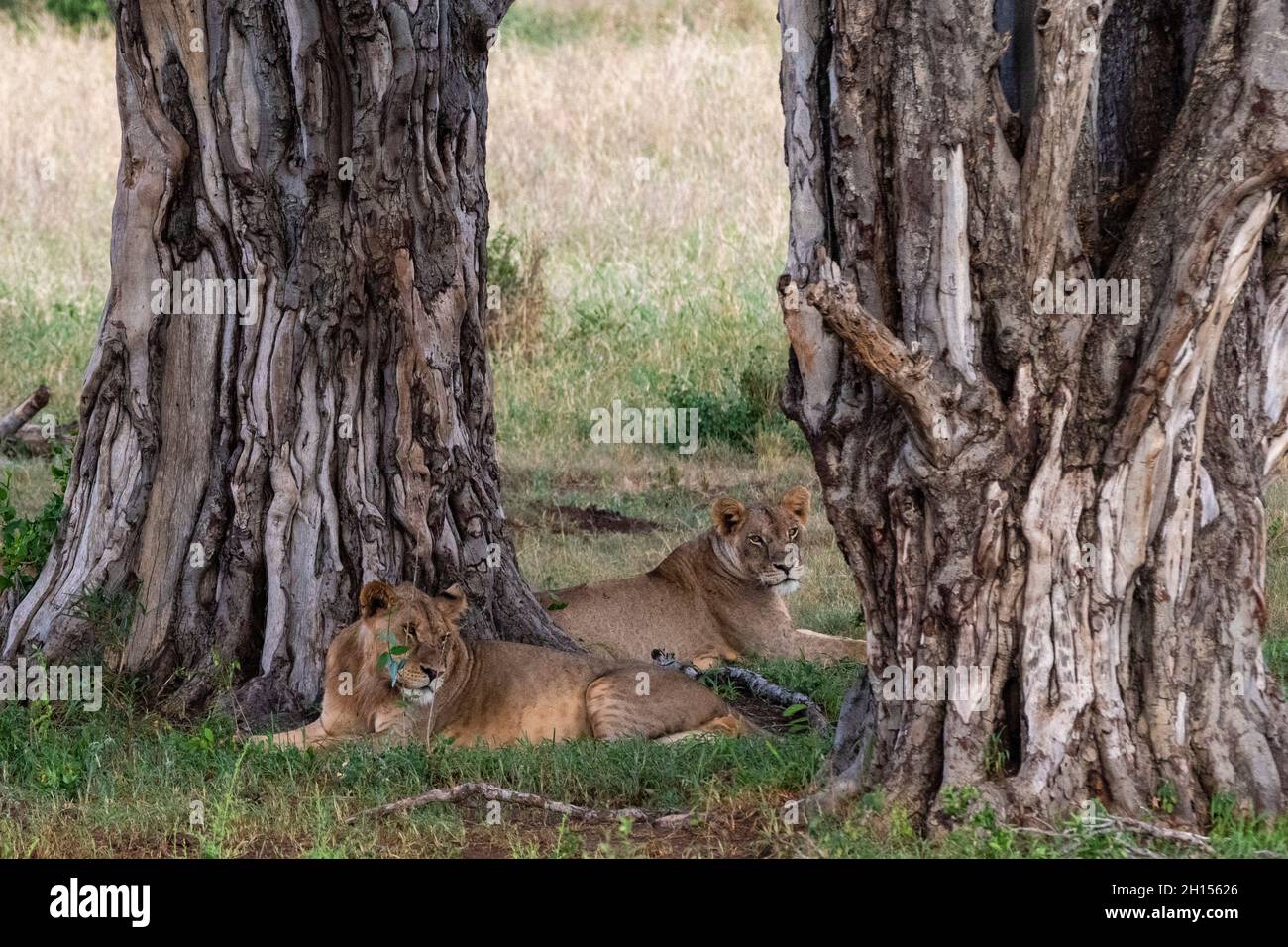 A lion and a lioness, Panthera leo, resting. Voi, Tsavo Conservation Area, Kenya. Stock Photo