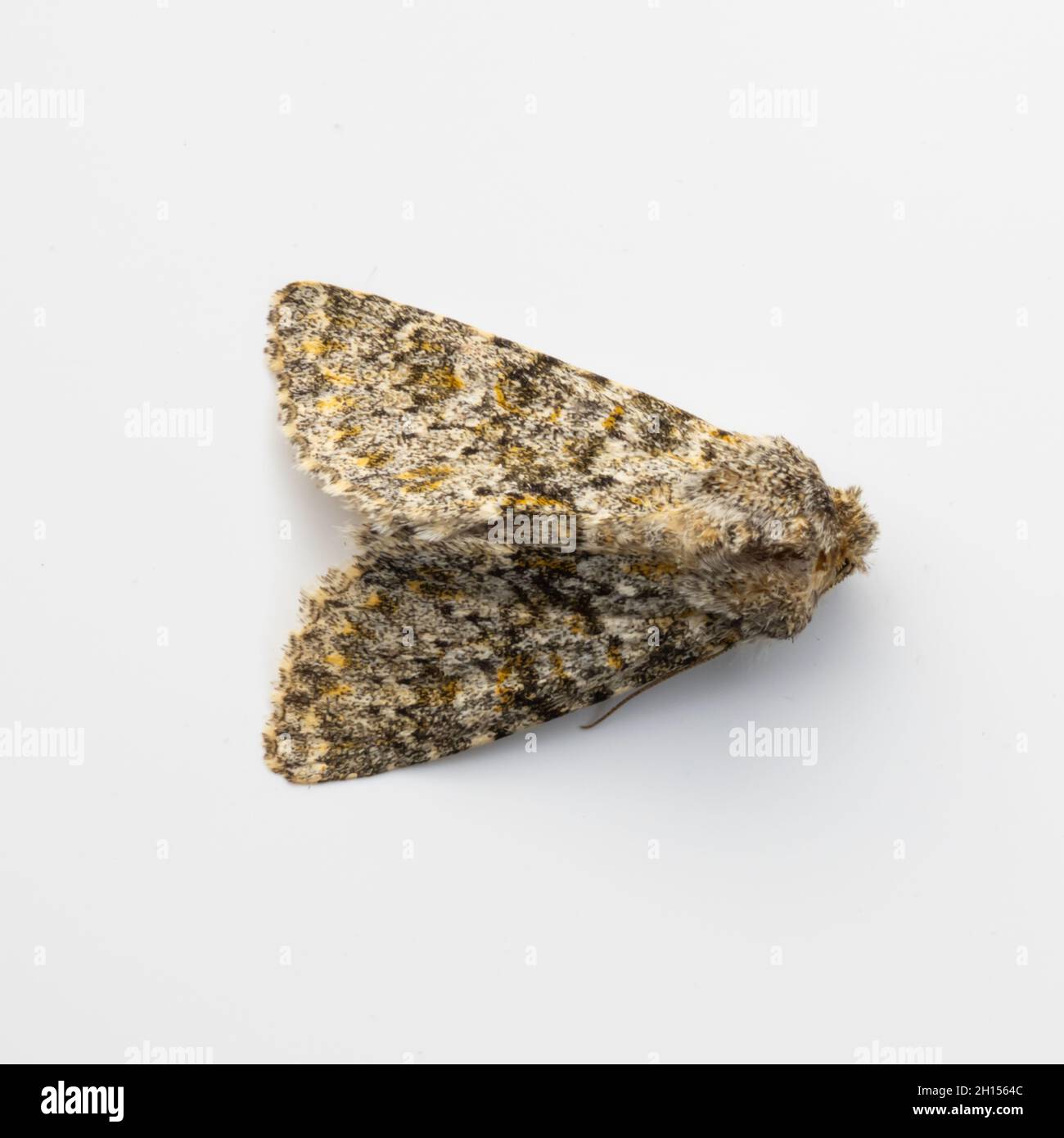 Large moths hi-res stock photography and images - Alamy