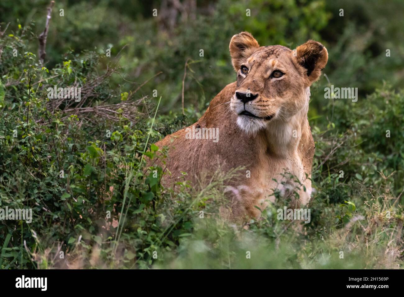 A lioness, Panthera leo, in the bush on a kopje known as Lion Rock in Lualenyi reserve. Voi, Tsavo National Park, Kenya. Stock Photo