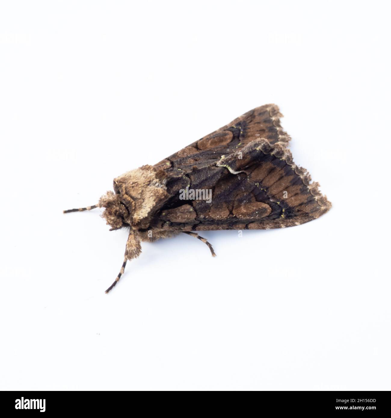 Allophyes oxyacanthae, the Green-brindled Crescent Moth perched on a white background. Stock Photo