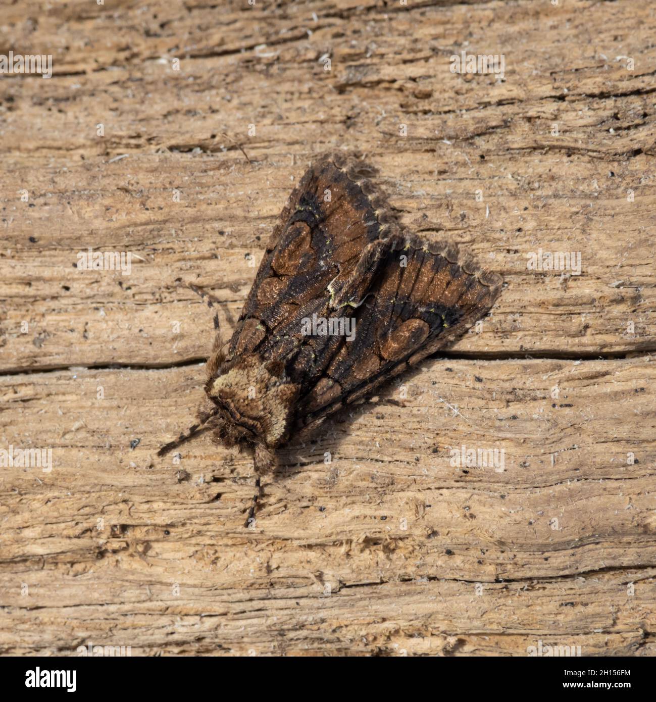 Allophyes oxyacanthae, the Green-brindled Crescent Moth perched on a wood background Stock Photo