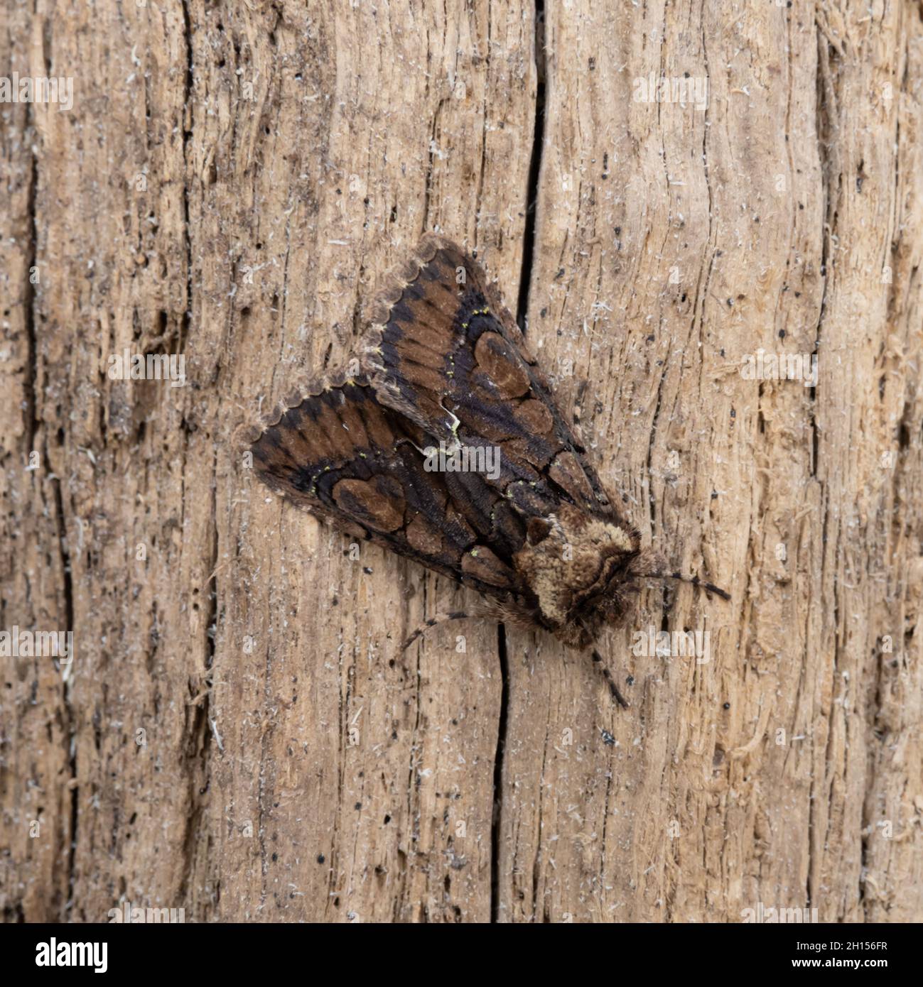 Allophyes oxyacanthae, the Green-brindled Crescent Moth perched on a wood background Stock Photo
