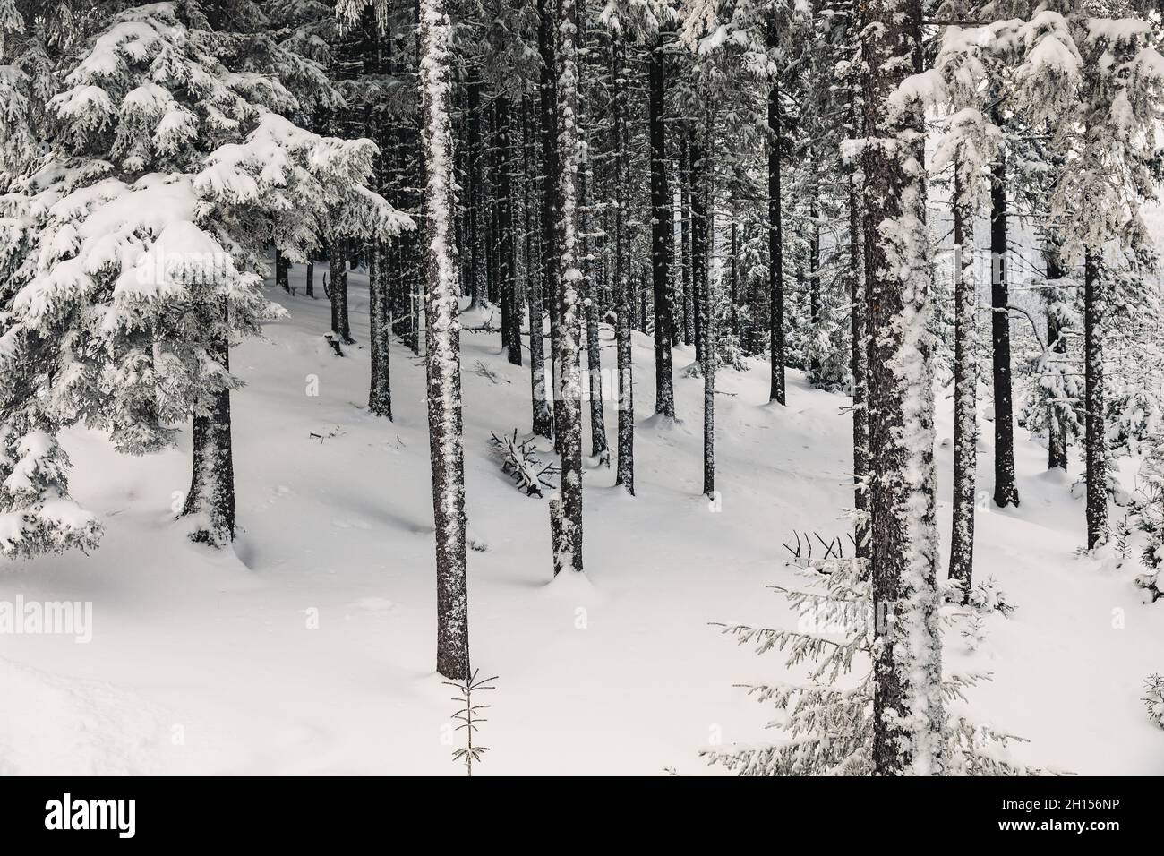 Pine forest covered with snow in the frosty winter Stock Photo - Alamy