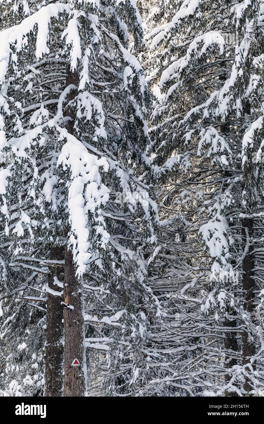 Pine forest covered with snow in the winter Stock Photo - Alamy